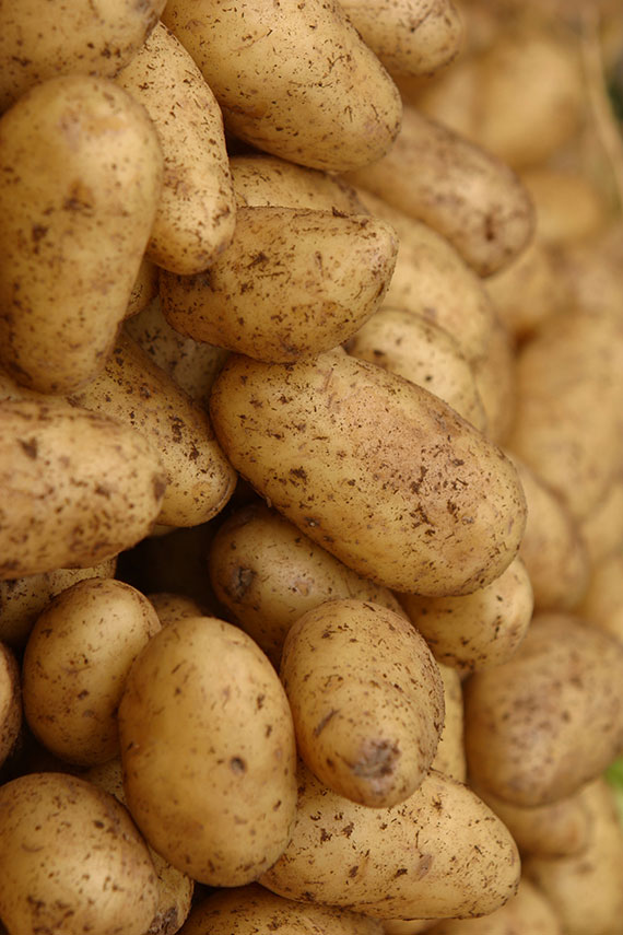 food_guide_potatoes.jpg